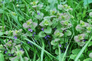 close up of henbit winter weed with purple flowers