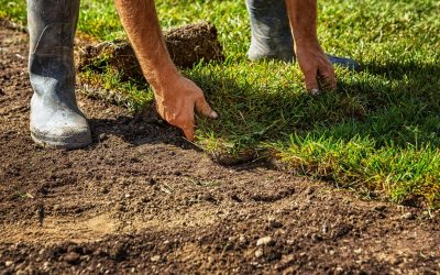 6 Things You Need to Know to Care for Your Sod Grass
