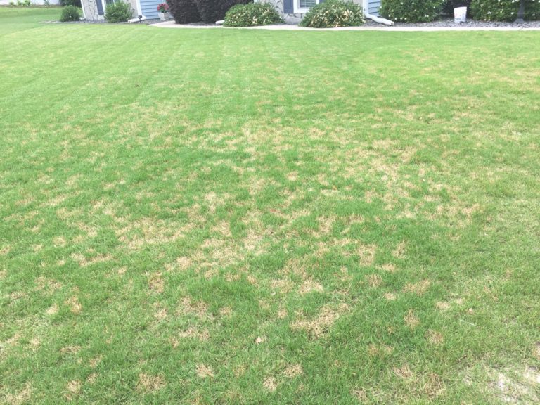 dollar spot, all turf lawn care, lawn disease treatment atlanta