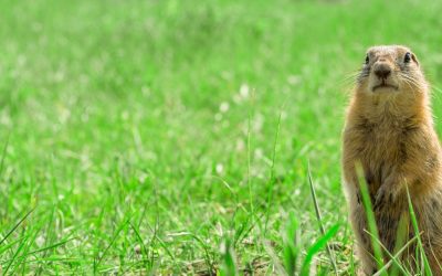 Protecting Your Lawn From Animals & Pests