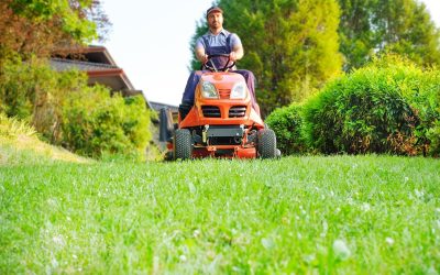 Which Lawn Mower is Best?