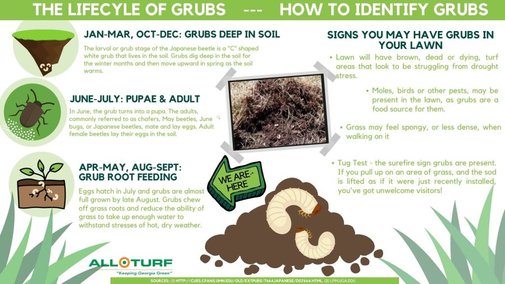 grub life cycle, how to identify grubs in lawn, all turf lawn care, atlanta ga