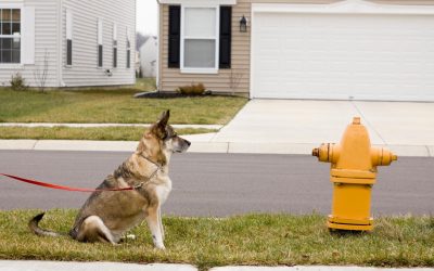 How Pet Urine Can Damage Your Lawn
