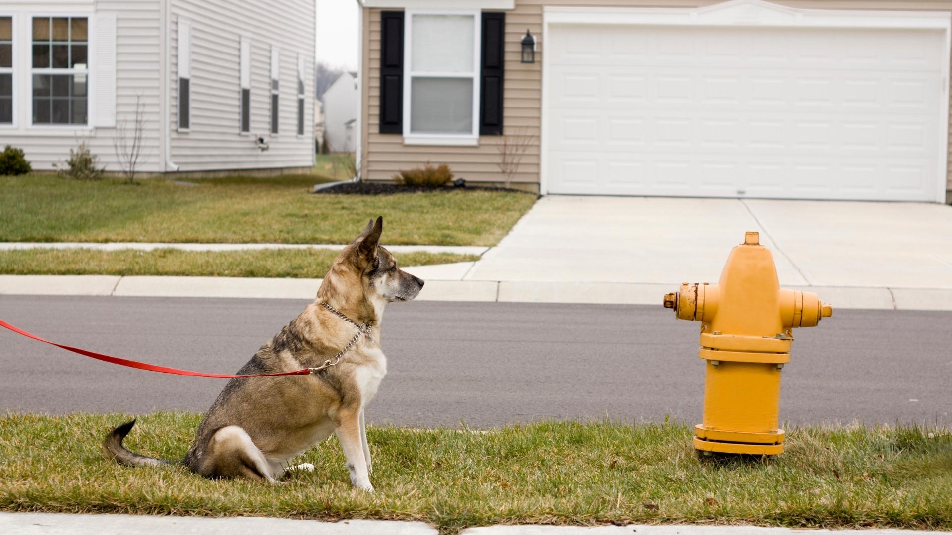 How Pet Urine Can Damage Your Lawn All Turf Lawn Care