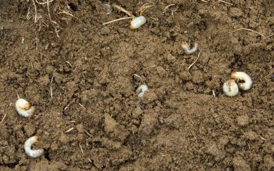 White Grubs: Damaging Insects in Your Lawn