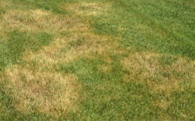How to Control Zoysia Patch Fungus