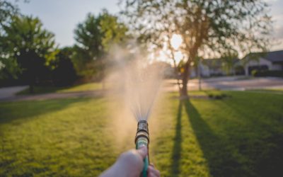 Lawn Watering Tips: Identifying Drought Stress