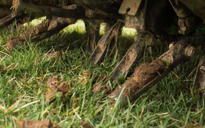 When Is the Best Time to Aerate Your Lawn in Atlanta?