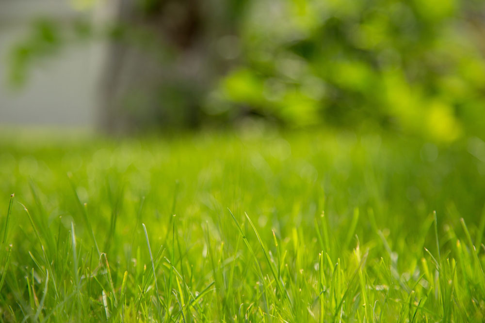 the best lawn treatment in atlanta, all turf lawn care, fertilizer and weed control in atlanta