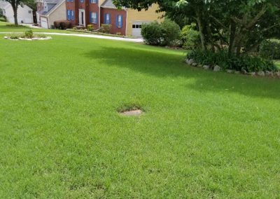 A pampered, vibrantly lush field of grass.