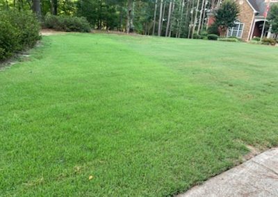 A large green front yard surrounded by pine trees.