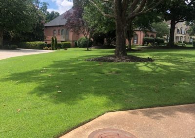 A huge tree in the middle of a grassy area in front of a house surrounded by trees.
