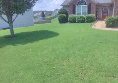 A tree in the middle of a grassy area in front of a house surrounded by flower beds.