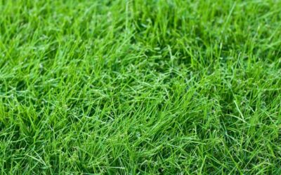 Tips for the Best Fescue Overseeding in Atlanta
