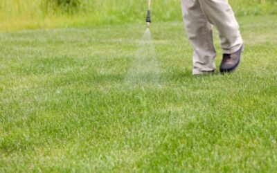 When to Apply Pre-emergents in Georgia