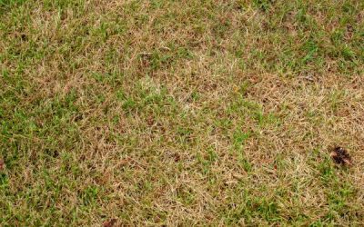 How to Revive a Dead Lawn