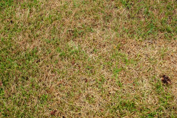 dead lawn grass, dry lawn, how to revive a dead lawn