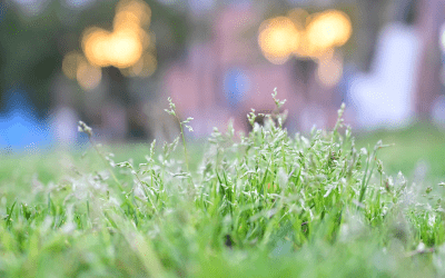 Fall Pre-Emergent Weed Control  