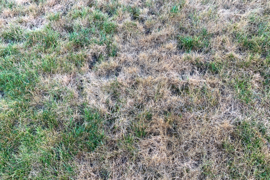 Dead Turf How to Revive Dead Grass in Georgia | All Turf Lawn Care