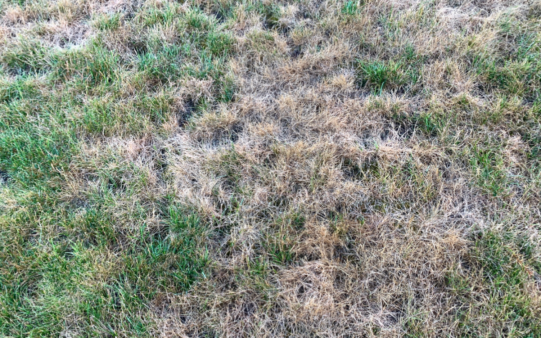 How to Revive Dead Grass