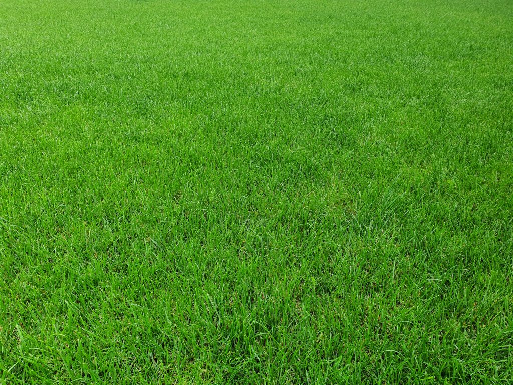 Healthy thick green Georgia lawn three to four weeks after professional core aeration

